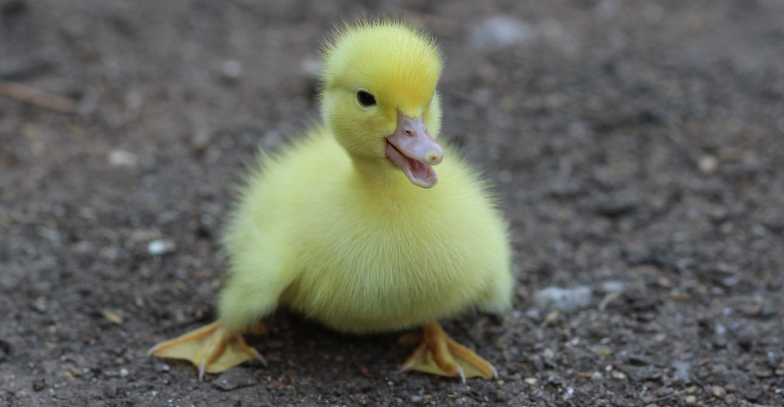 Ànec, ànec, gallina!